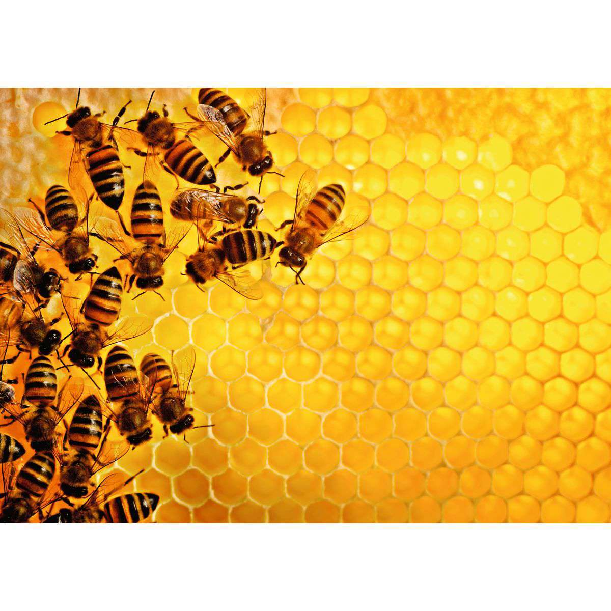 Ravensburger Spiel Bienen