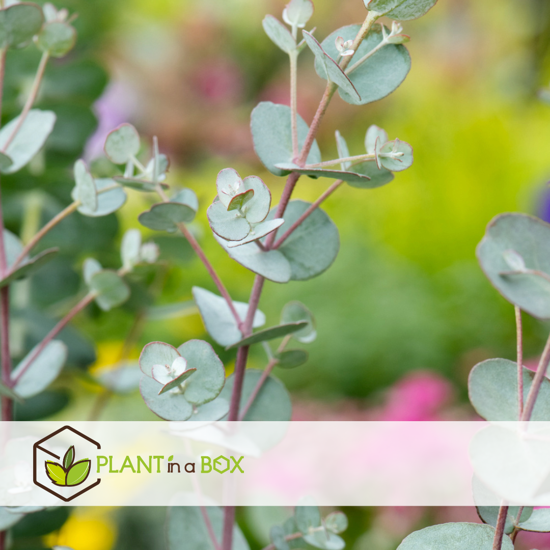 Eucalyptus 'baby blue' - lot de 2 - buissons d'eucalyptus - ⌀15 cm - h35-45 cm