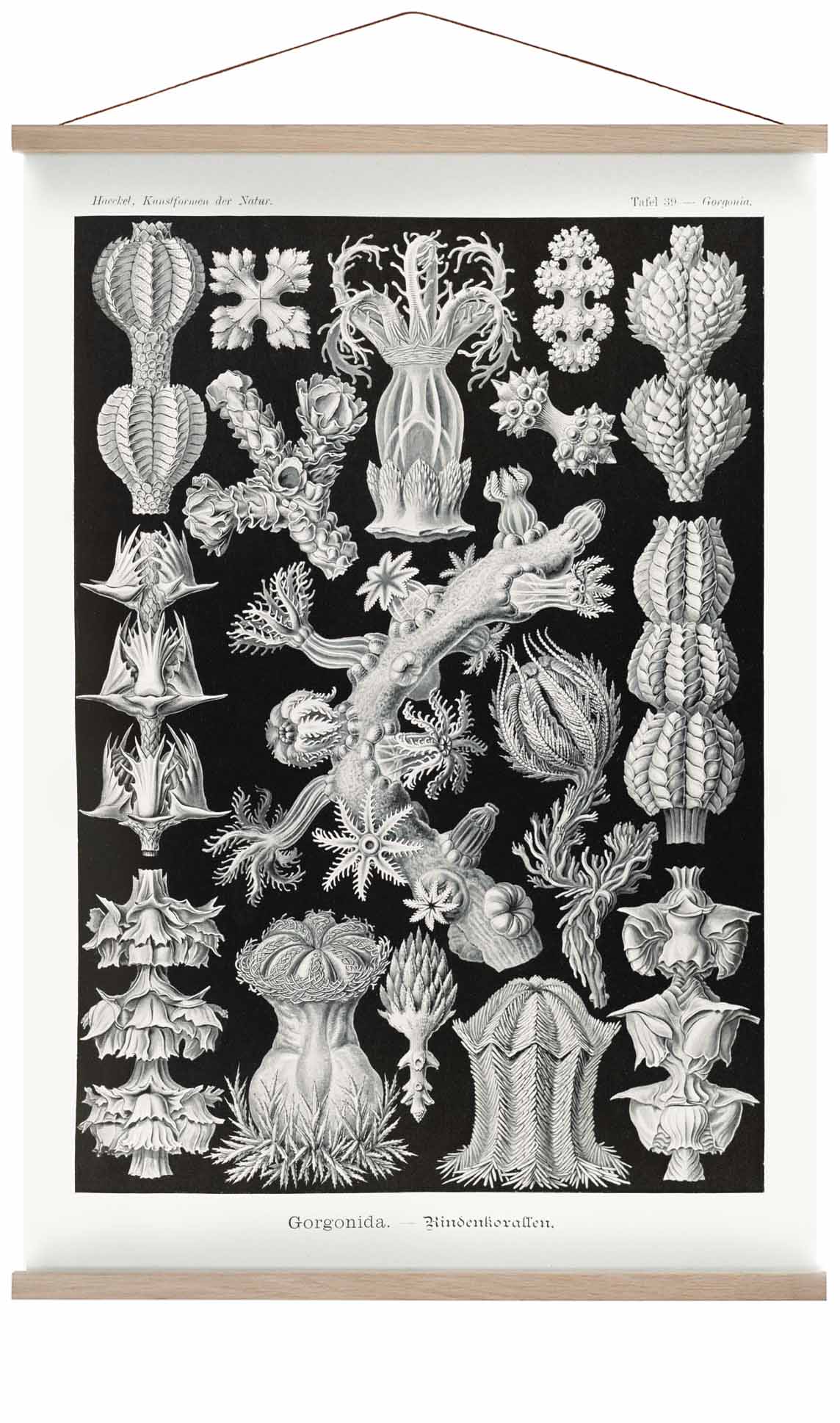 Gorgonida von Ernst Haeckel