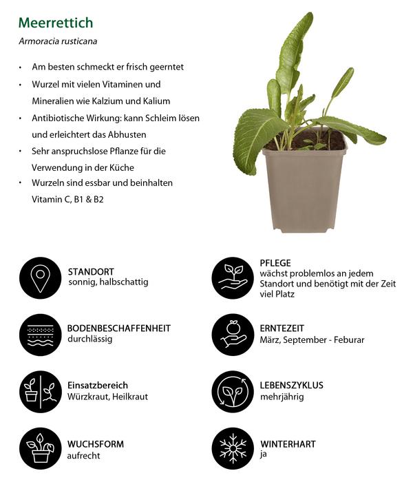 Kräuter-Set Aroma-Spezialisten, 3-teilig