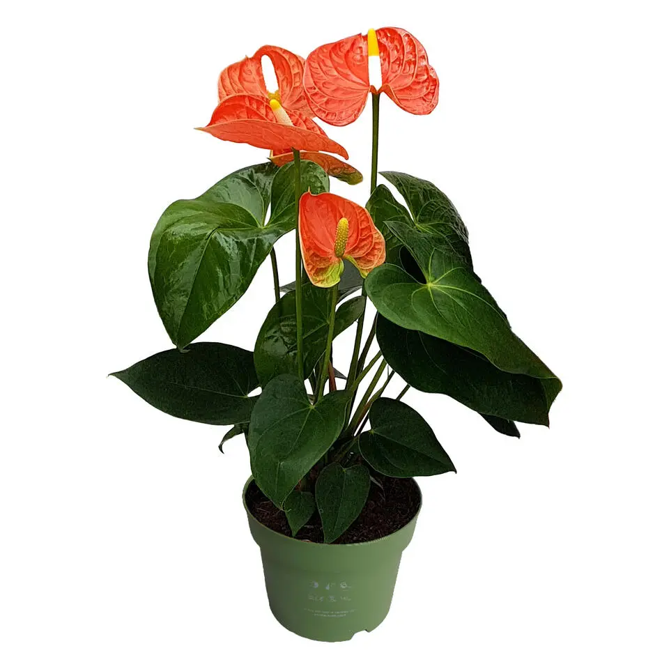Flamingoplant - Anthurium 'Madural Orange' - Hoogte 40-55cm - ø14cm