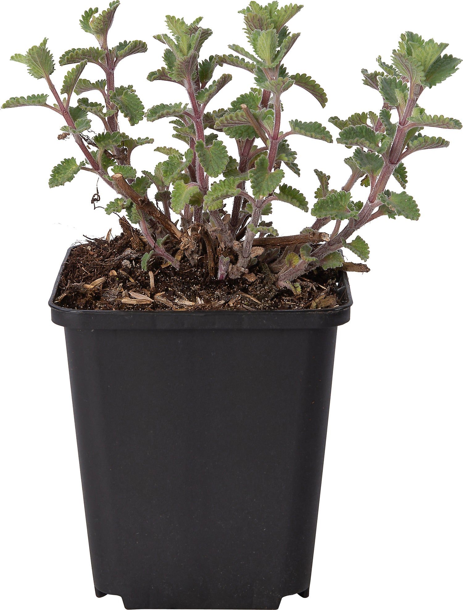 Kattenkruid (Nepeta 'Senior') D 9 H 10 cm