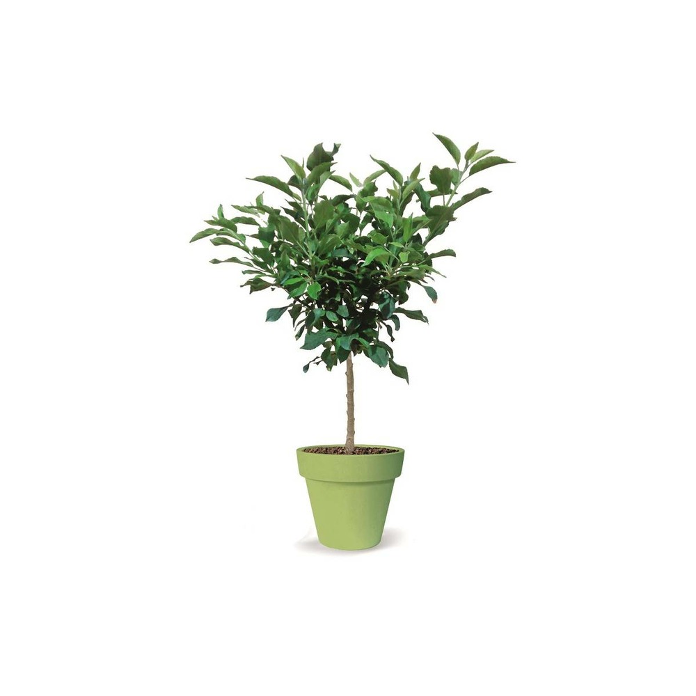 Pommier nain pom' pouce® - nain de jardin®/malus domestica pom' pouce® - nain de jardin®[-]pot de 5l