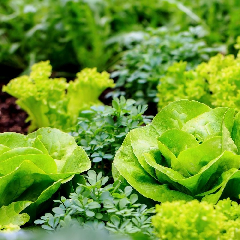 Terreau biologique pour potager - 40l