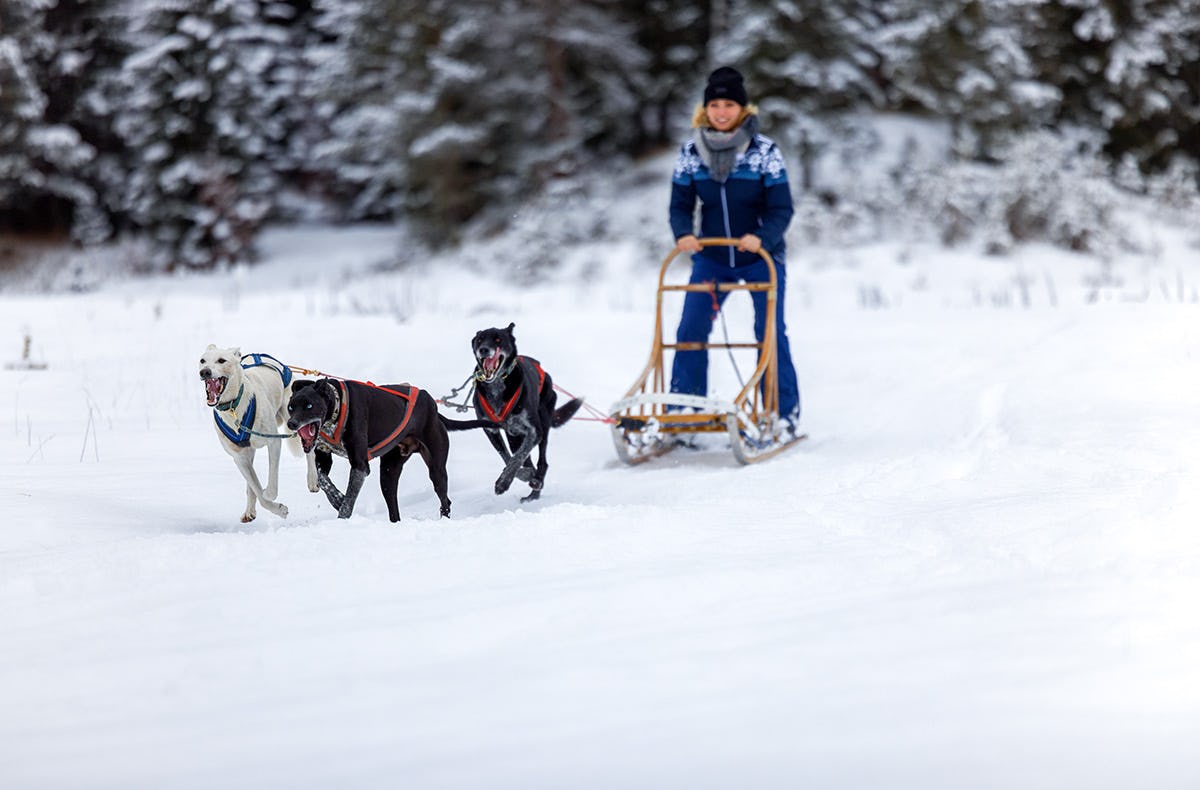 Schlittenhunde Workshop Telfs