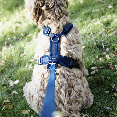 Kentucky Dog Harness Active Velvet