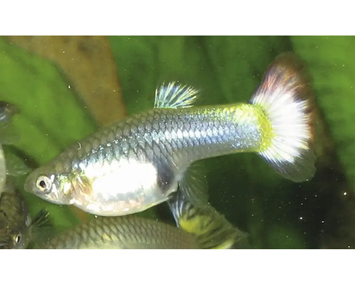 Vis Guppy Vrouw Kleurrijk - Poecilia reticulata W