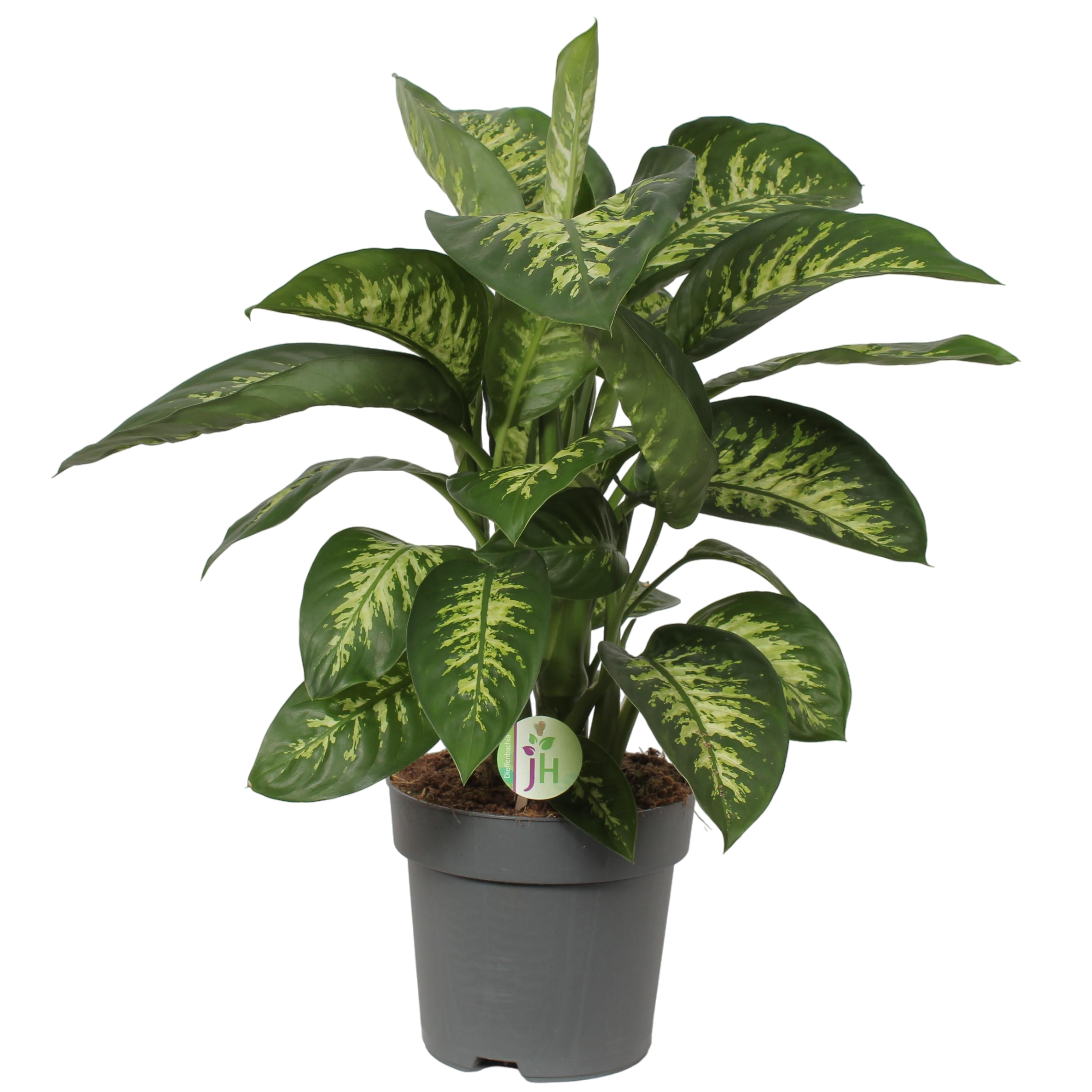 Plante d'intérieur - dieffenbachia 'reeva' 75.0cm