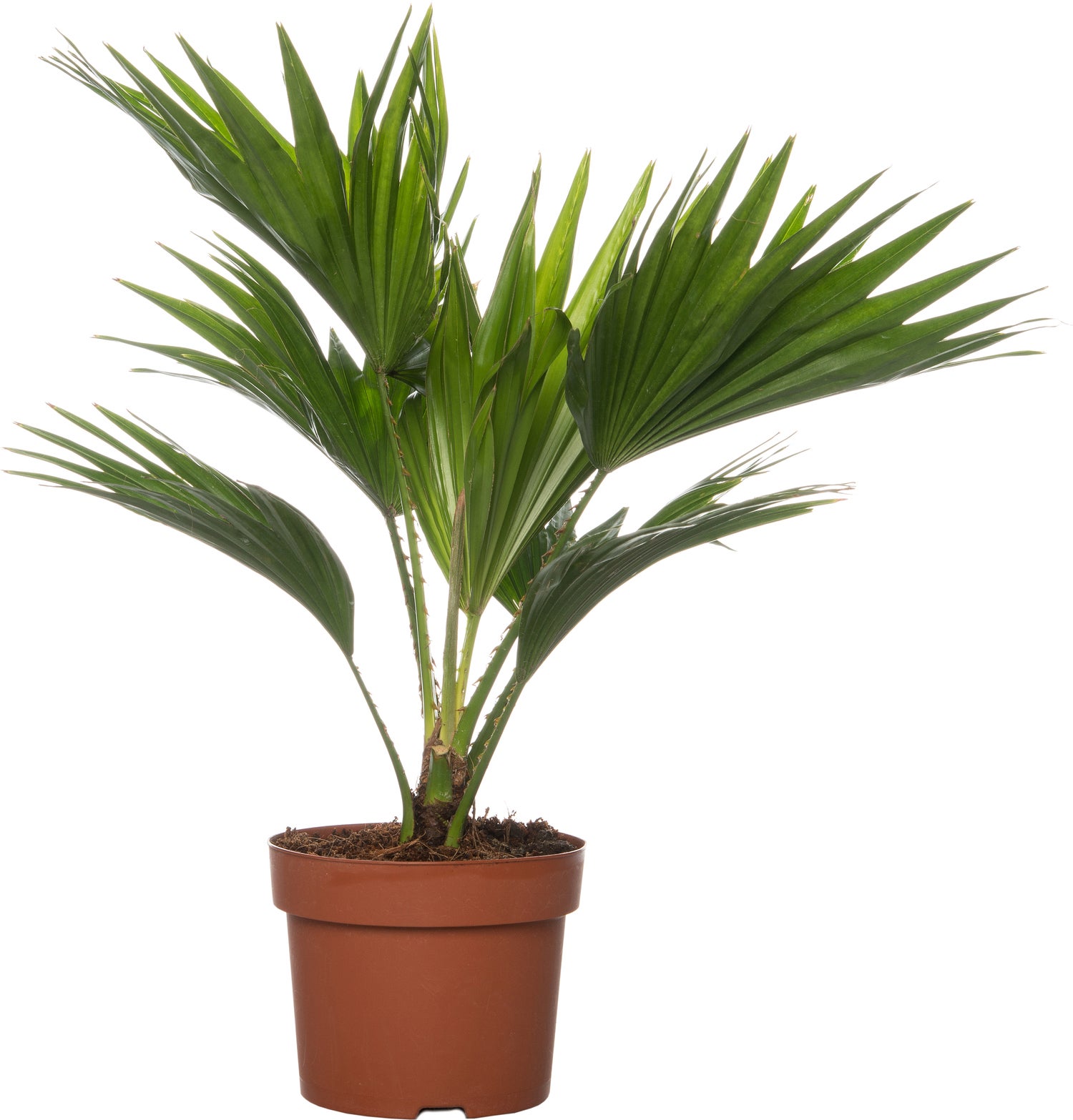 Waaierpalm (Livistona rotundifolia) D 12 H 35 cm