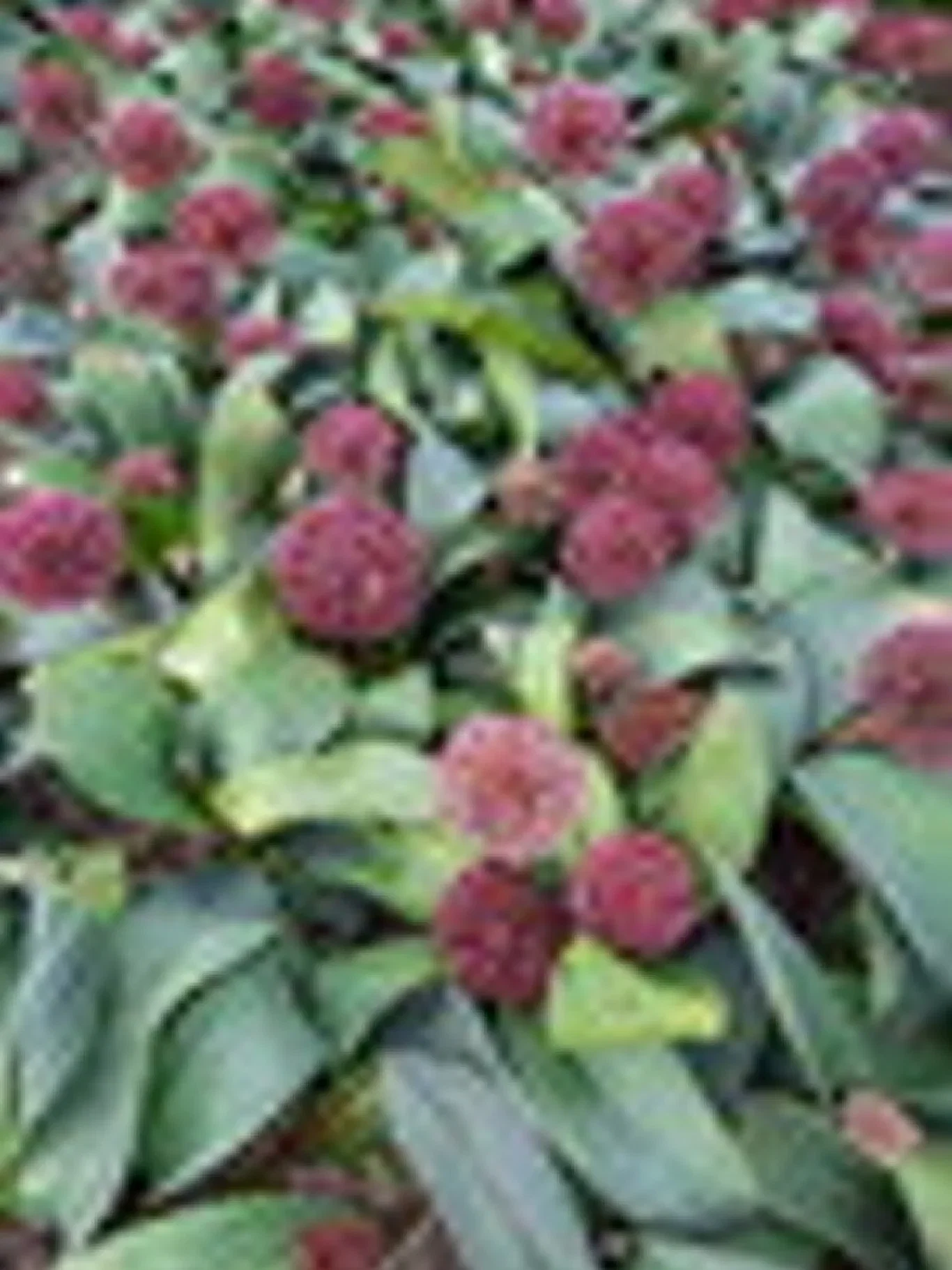 Allium karataviense 'Red Giant' Kuleløk 'Red Giant'