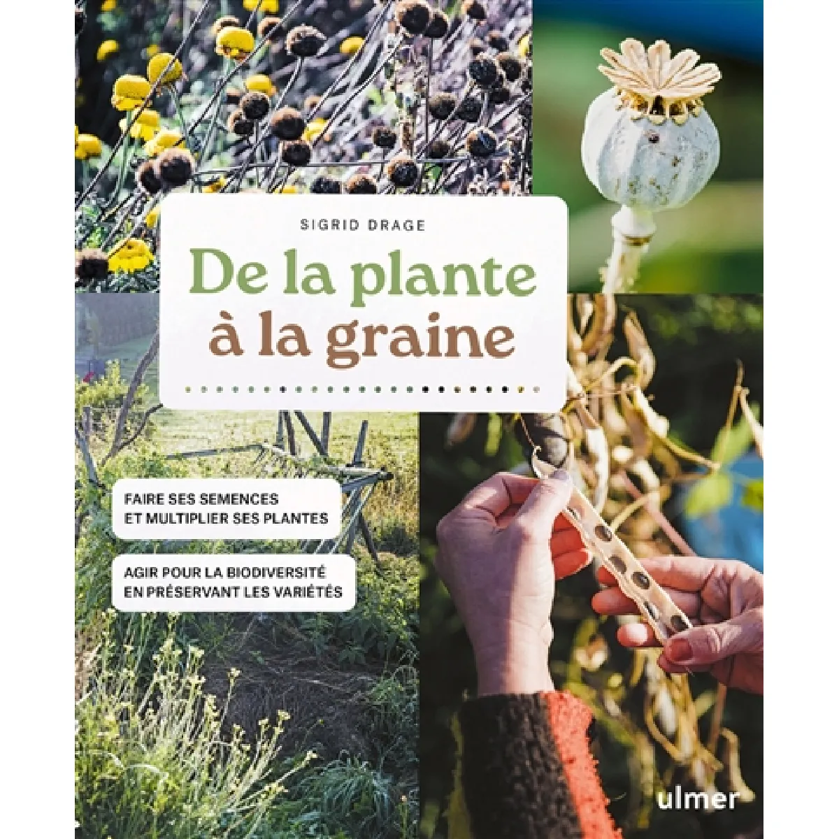 De la plante à la graine : faire ses semences et multiplier ses plantes : agir pour la biodiversité en préservant les variétés · Occasion