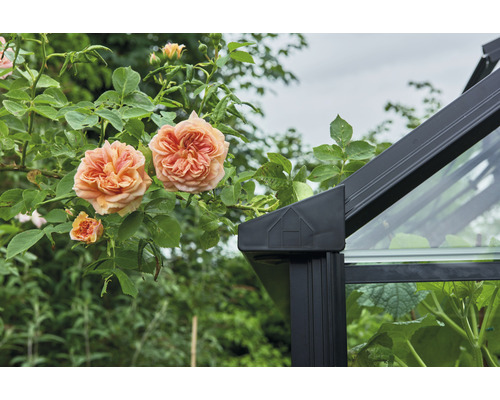 Halls Blockley 810 kas, 3 mm veiligheidsglas met fundering, 256 x 317 cm, zwart
