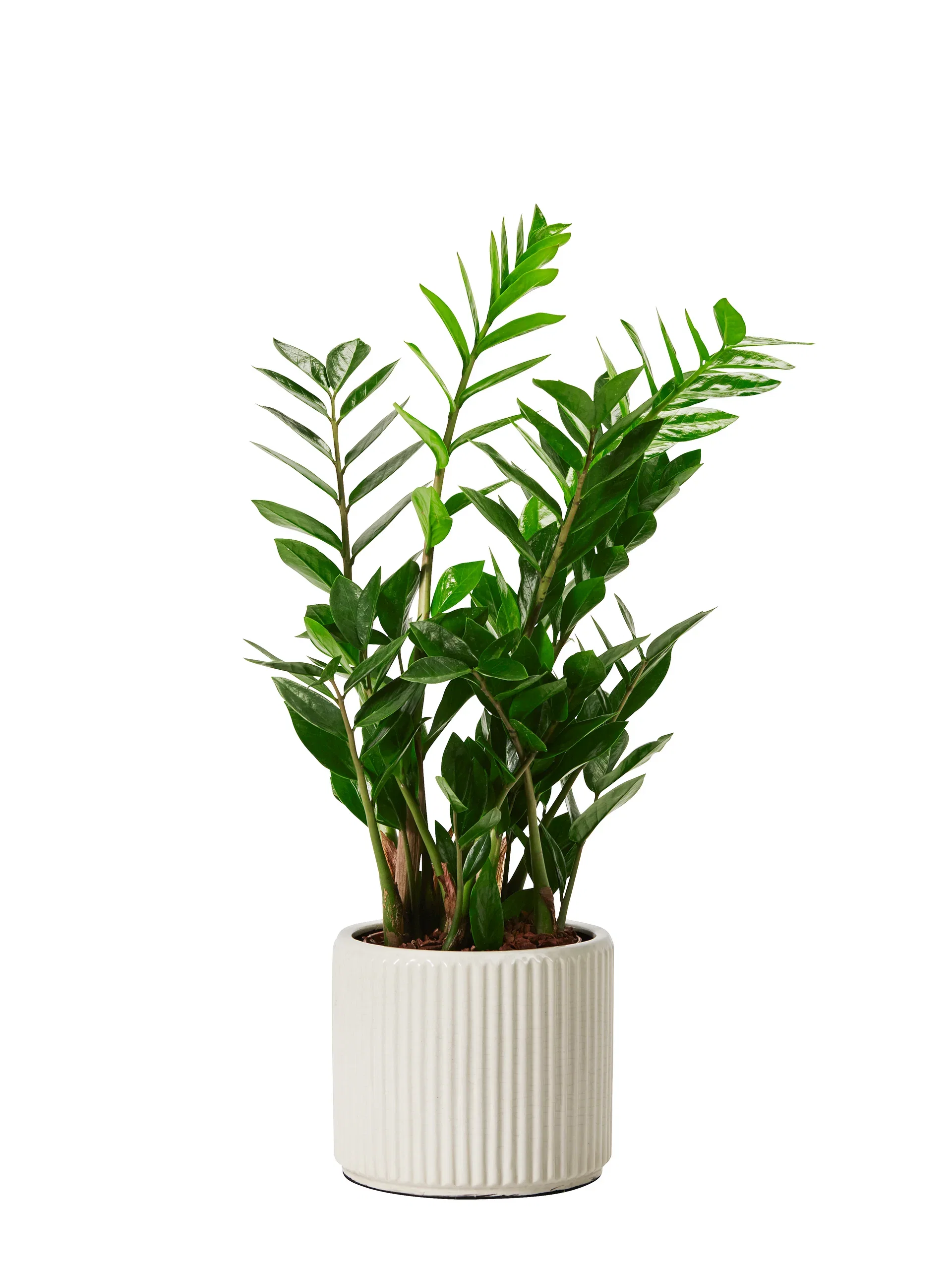 Plantagen Potte Albin Ø21 cm