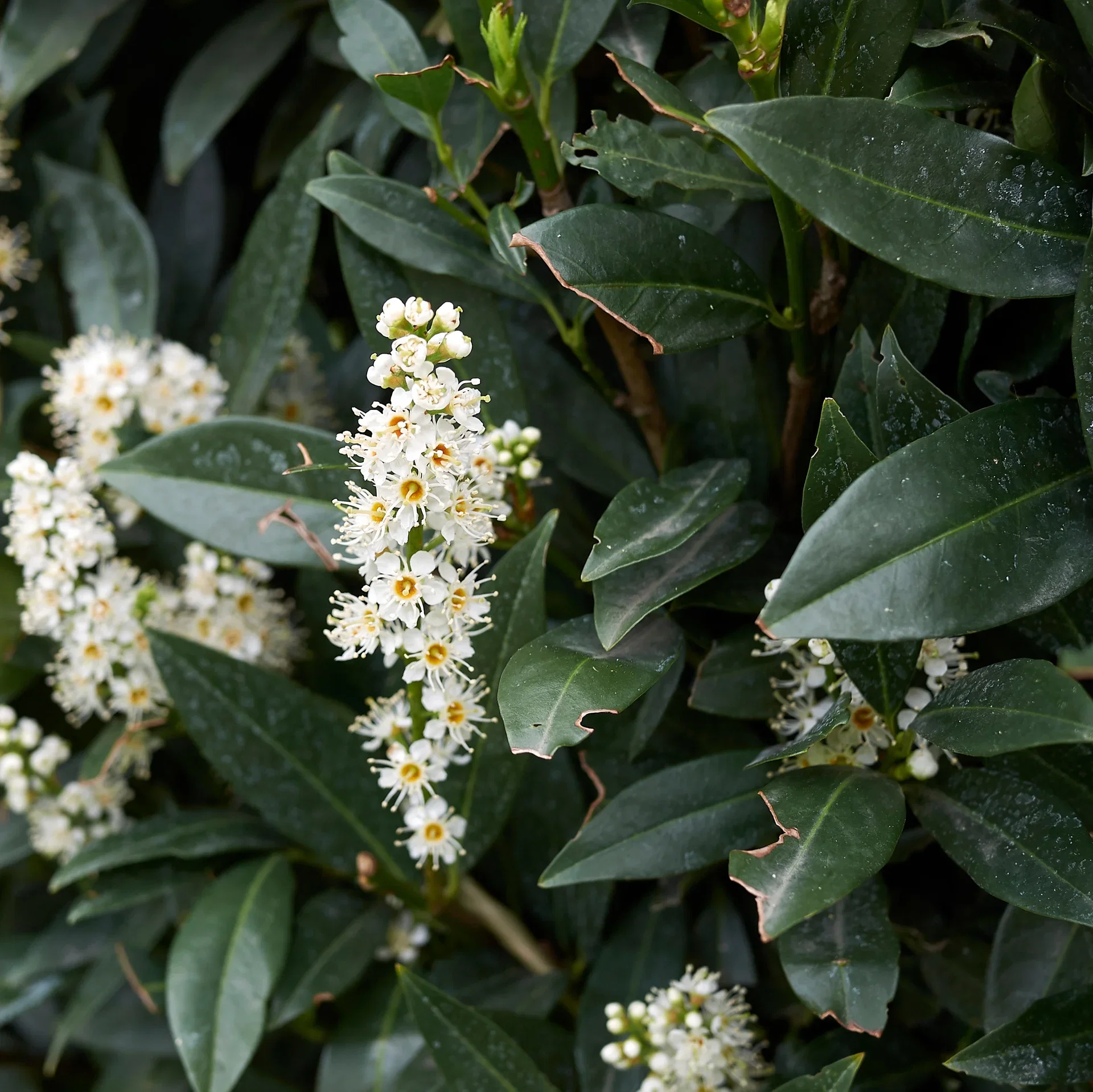 Prunus laurocerasus 'Otto Luyken' Laurbærhegg 'Otto Luyken' Ø23 cm