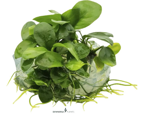 Dwarf spearleaf - Anubias barteri nana In-Vitro