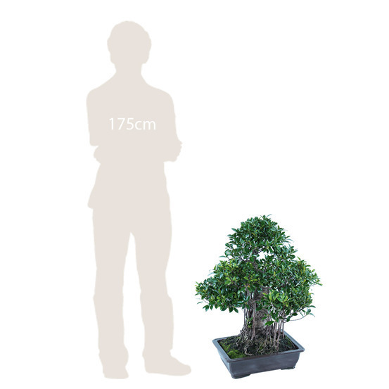 Bonsaï Ficus :30-35 ans étage