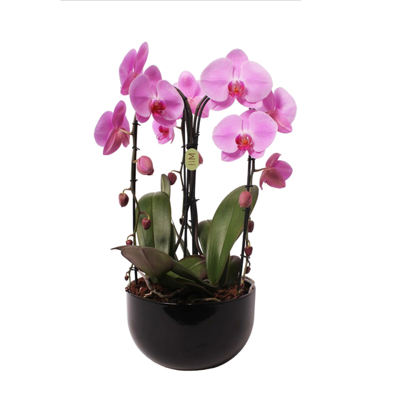 Orchidée Phalaenopsis 'Crown' en cascade 3 tiges - pot D.27 cm