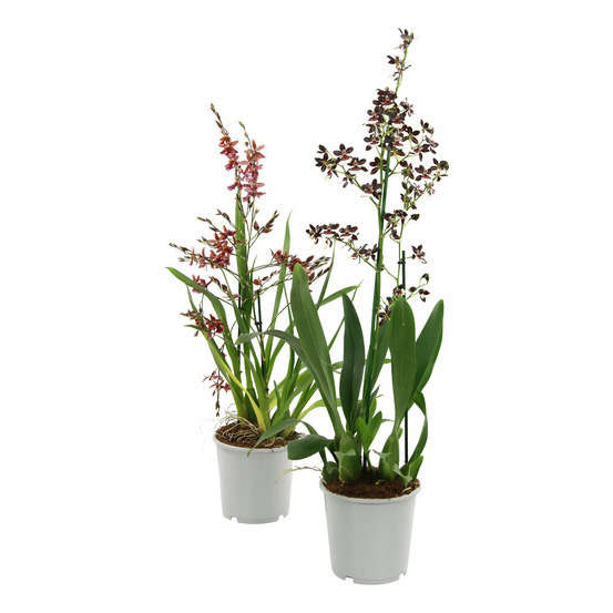 Orchidée Cambria 1 tige - pot D.11 cm