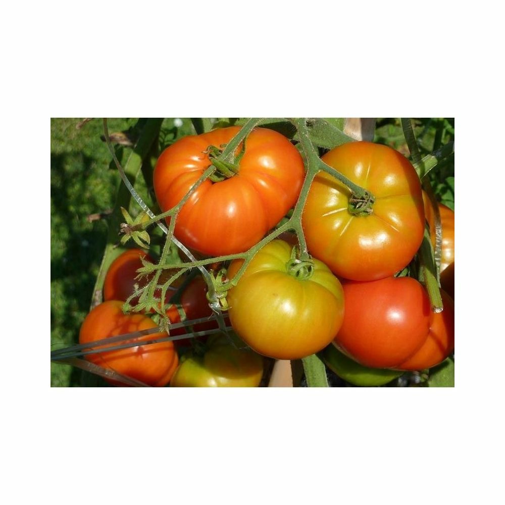 Terreau universel et potager pleine terre ou bac 40 litres