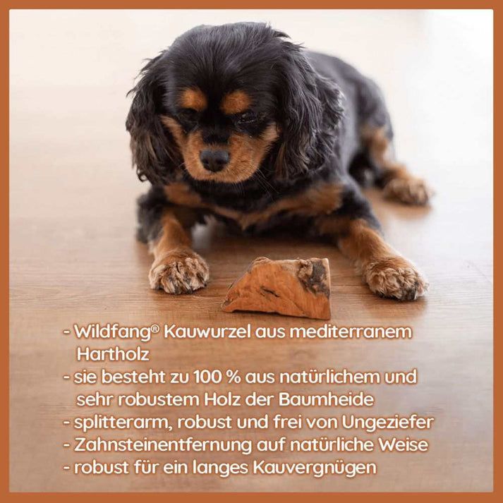 WILDFANG® Kauwurzel aus Baumheide