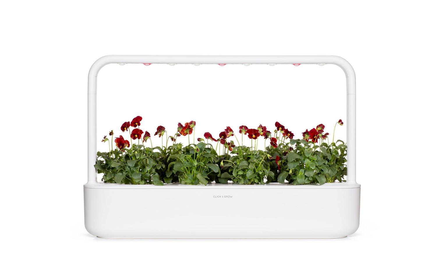 Saatgut Rotes Stiefmütterchen 3er-PackNachfüllpackung zum Smart Garden