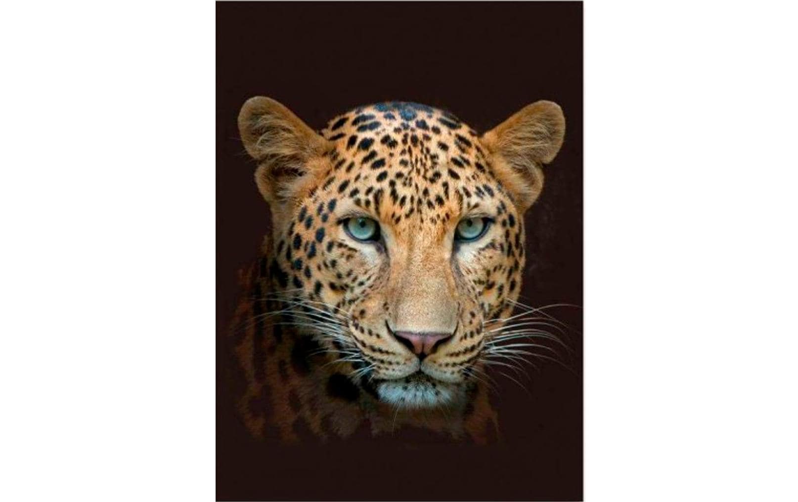 Decke Leopard 150 x 200 cm, BraunCouchdecke