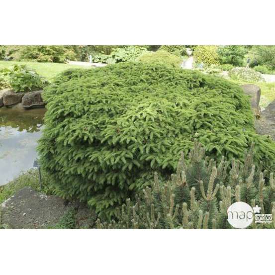 Picea abies Nidiformis, H : 30/40 cm ctr 4L