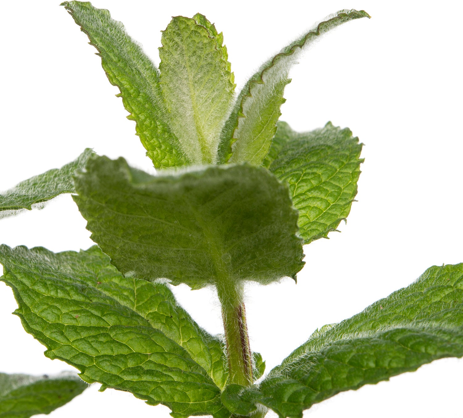 Biologische ananasmunt (Mentha suaveolens 'Ananas') D 13 H 20 cm