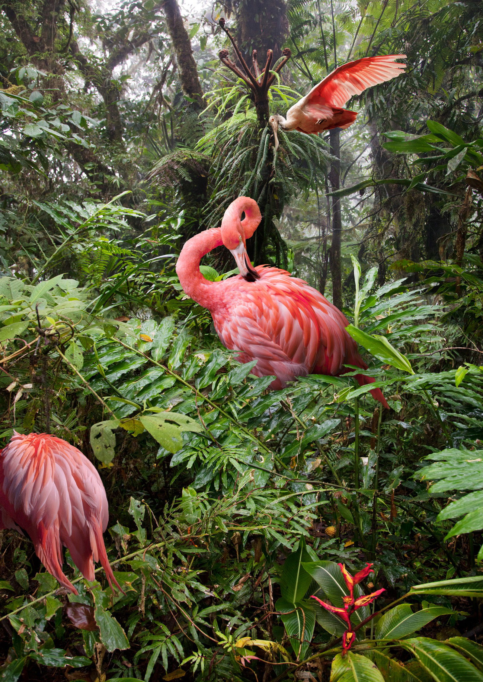 Two Lost Flamingos and a Spoonbill by Pat Swain - Limited Edition. Edition of: 150. Signed.