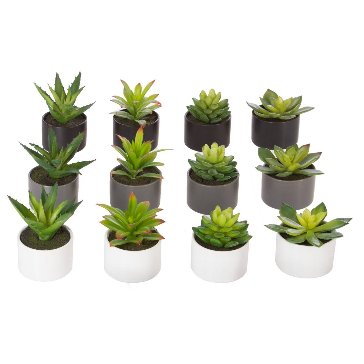 Plante grasse en pot h13