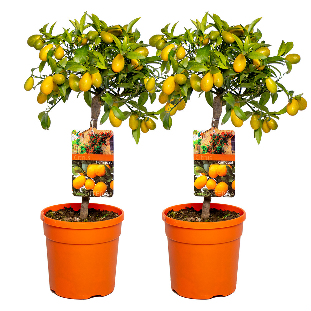 2x citrus margarita 'kumquat' - oranger - arbre fruitier - persistant - ⌀19 cm - ↕50-60 cm