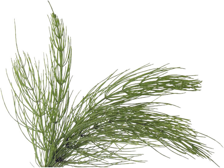 Less Is More Organic Herbal Tonic