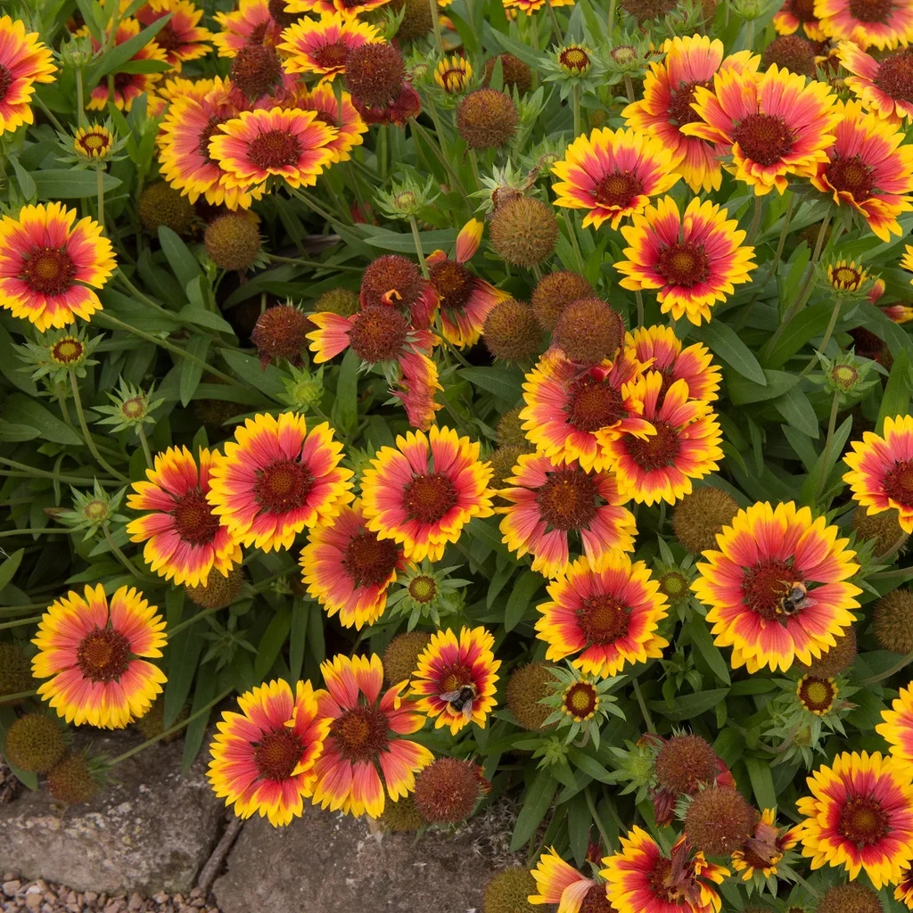 Gaillardia x grandiflora 'Kobold' Kokardeblomst  'Kobold' Ø11 cm
