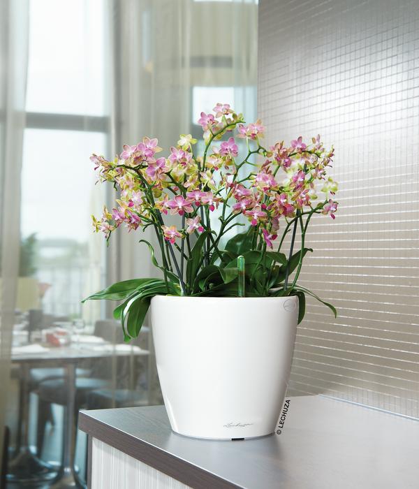 LECHUZA® CLASSICO LS, All-in-One-Set