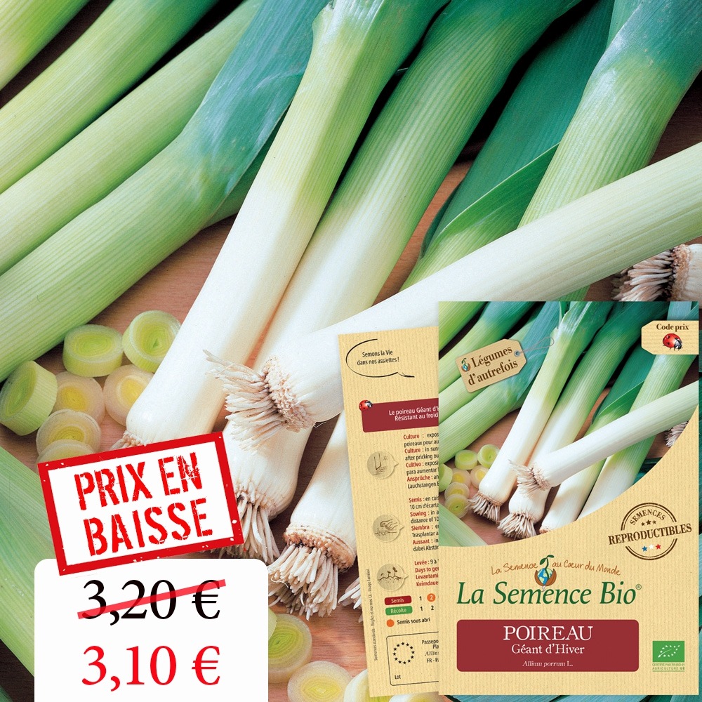 Poireau géant d'hiver bio