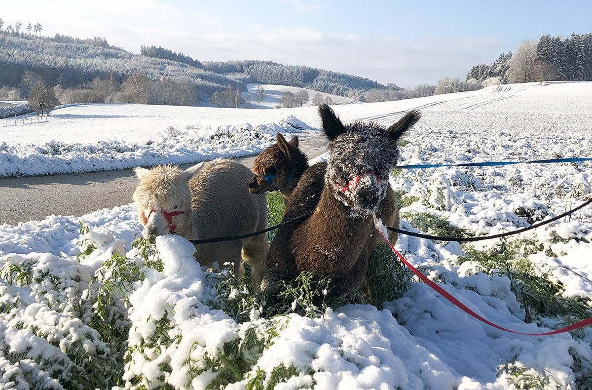 Alpaka Wanderung Waldkirch