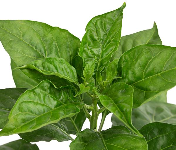 Chili 'Habanero', rot