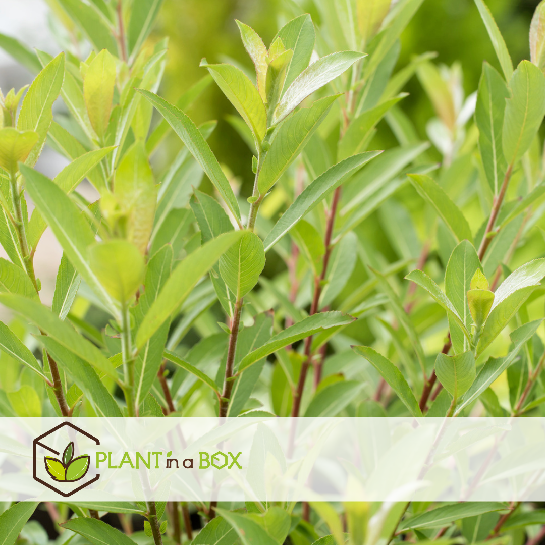 Salix mount aso gracilistyla - lot de 2 - buisson - ⌀17 cm - hauteur : 40-50 cm