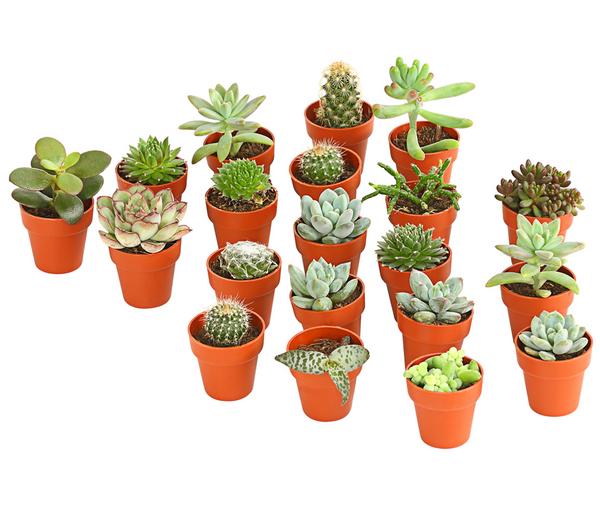 Mini Kakteen- & Sukkulenten-Set, verschiedene
