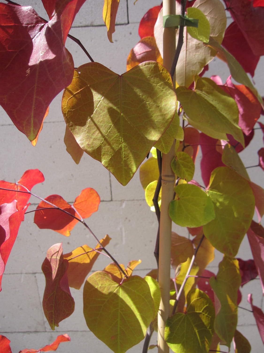 Cercis canadensis Eternal Flame - Kanadischer Judasbaum - 150-175cm