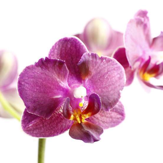 Orchidée Phalaenopsis 1 tige - pot D.6 cm