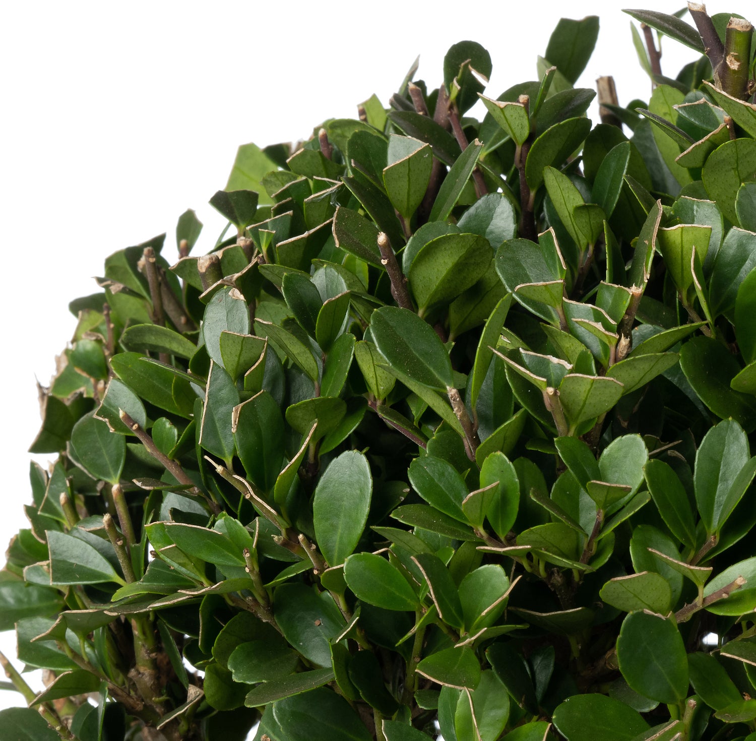 Japanse Hulst in bolvorm (Ilex crenata 'Dark Green') D 17 H 15 cm
