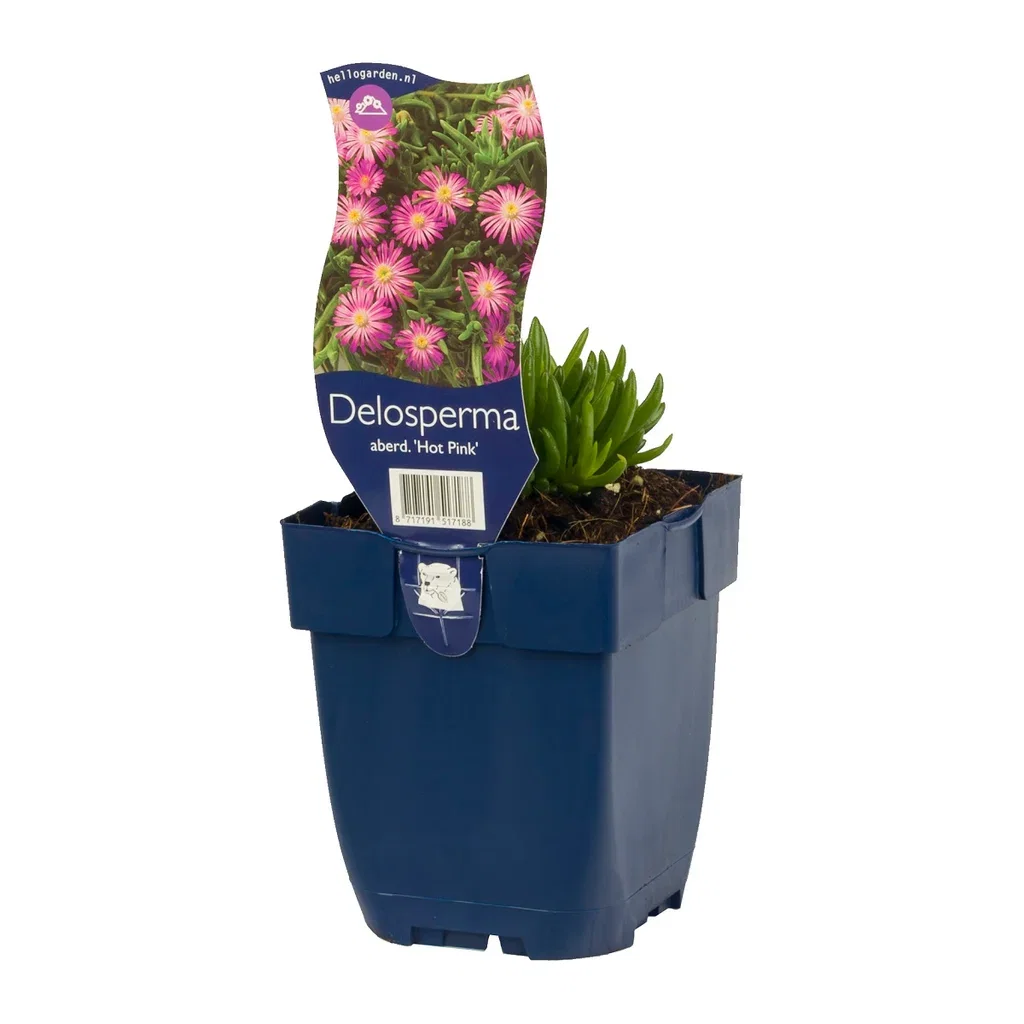 Delosperma aberd. 'Hot Pink' Isplante 'Hot Pink' Ø11 cm