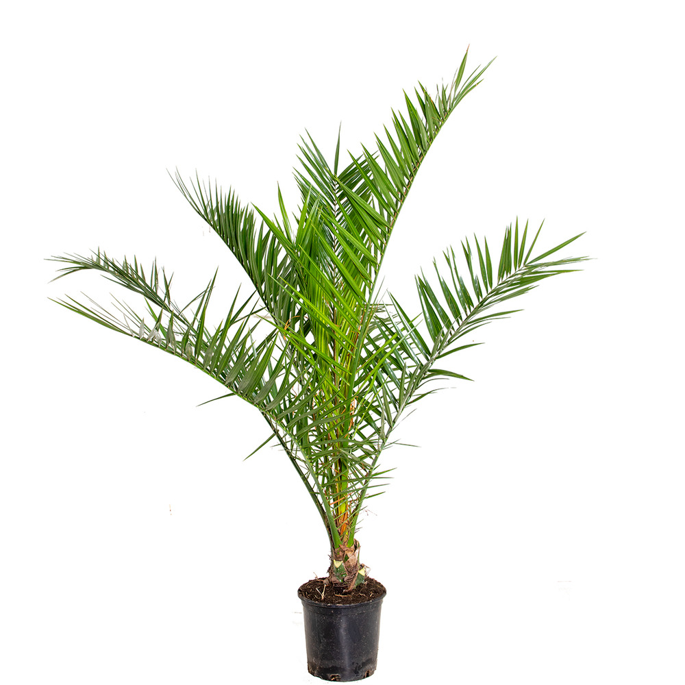 Phoenix canariensis - palmier dattier des canaries - palmier - rustique – ⌀19 cm - ↕80-100 cm