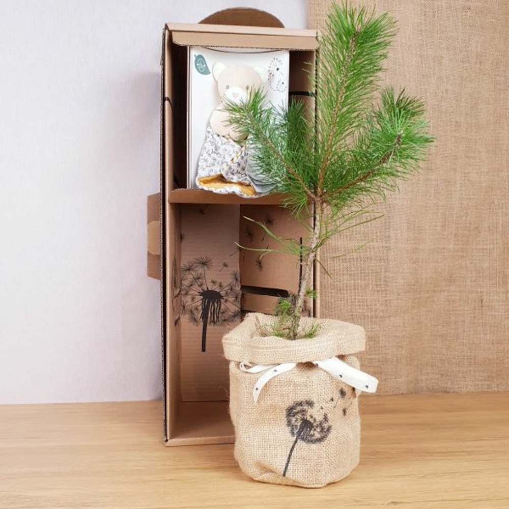 Coffret arbre de naissance, le pin et son doudou ours bio