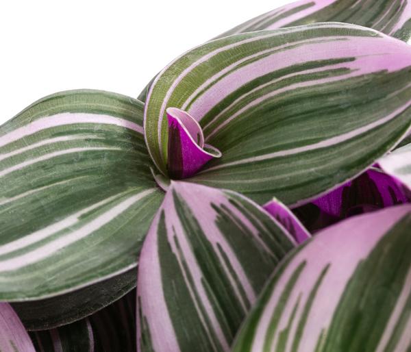 Dreimasterblume - Tradescantia zebrina