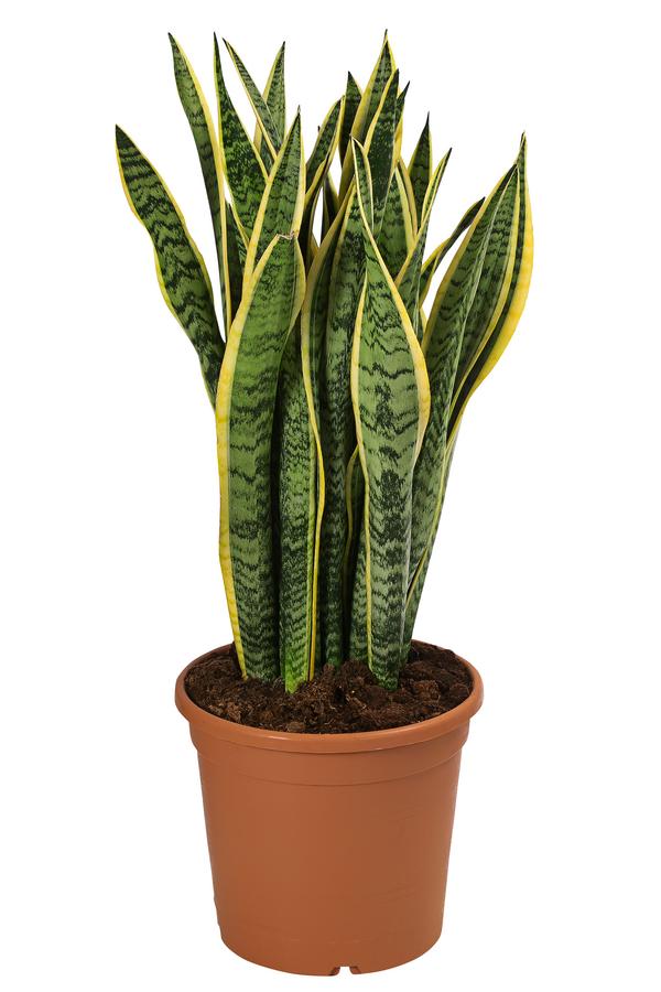 Bogenhanf - Sansevieria trifasciata var.