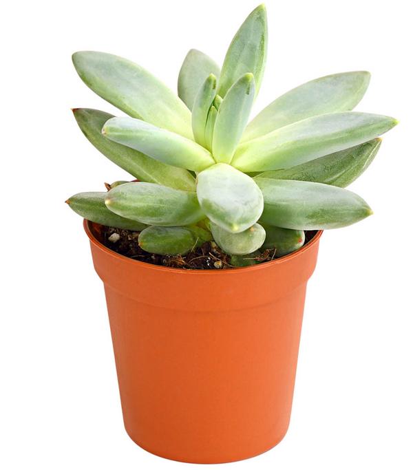 Echeverien-Set - Echeveria, verschiedene