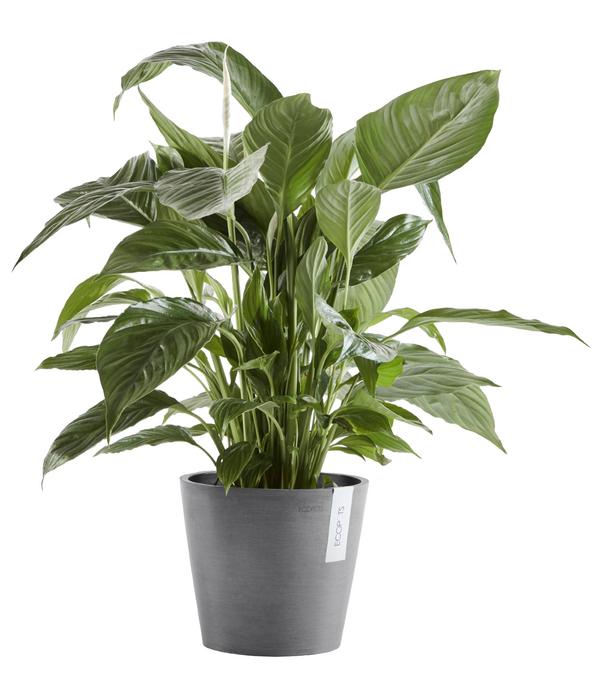 Ecopots Kunststoff-Topf Amsterdam mit