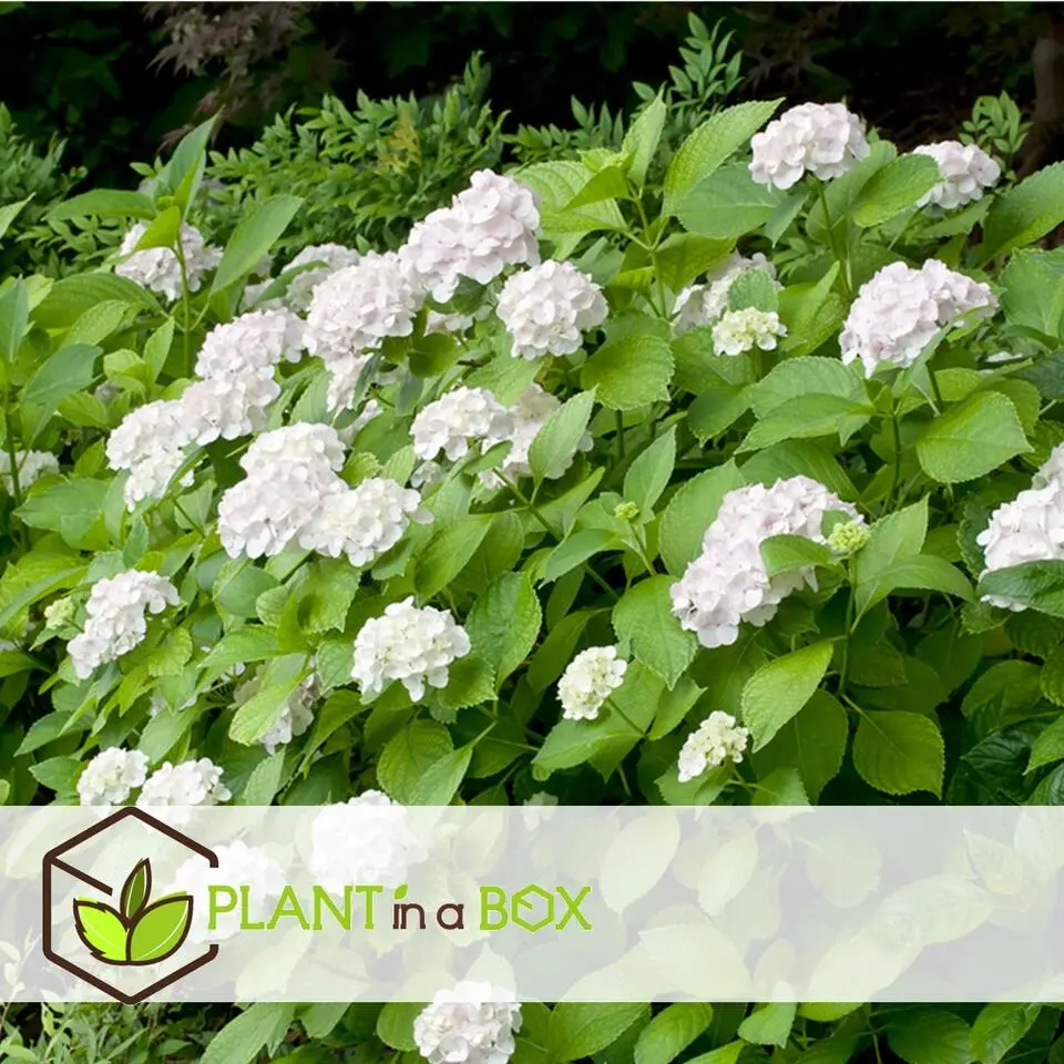 Hortensia - Set van 3 - Hydrangea macrophylla - Hoogte 25-40cm - ⌀9cm